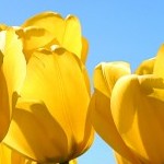 Profile picture of Gopolang