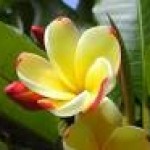 Profile picture of Diro