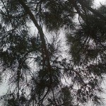 Profile picture of Waylon